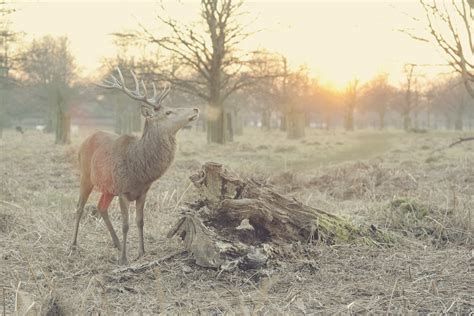 When is Deer Hunting Season | HuntBlind