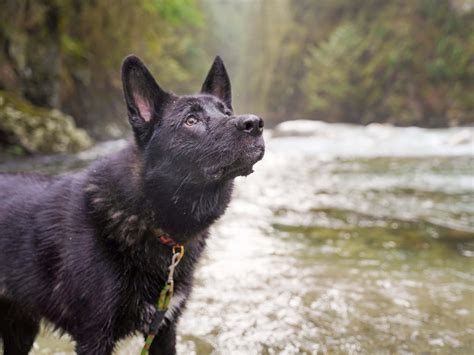 Pet owners react to the rarity of pits with blue eyes online 9