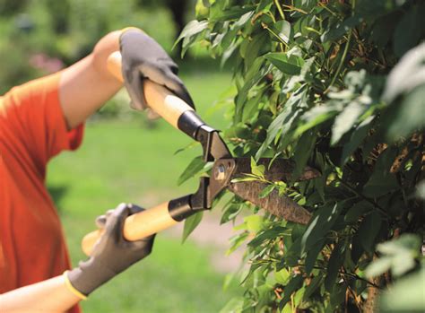 Hedge Maintenance Workshop - Greener Kirkcaldy