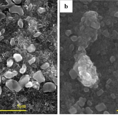 Scanning electron microscopy (SEM) images of S. aureus cells in contact ... 