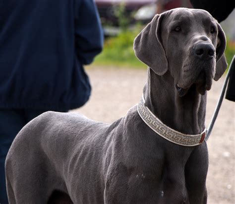 A Name That Mean Strong For Dogs