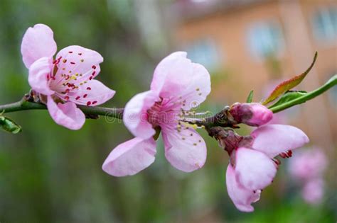 Belle Fleurs Rose Sakura Fleurs Cerisier Fleur Pendant Le Printemps