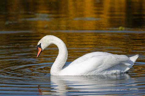 Cygne tuberculé Cygnus olor Mute Swan Alain KUTA Flickr