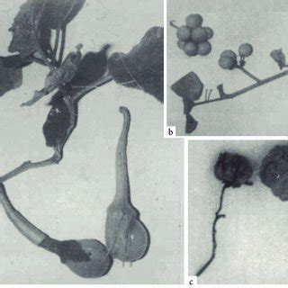 Stomata types: a, b, c, and d: Contiguous stomata types in the F 1 from ...