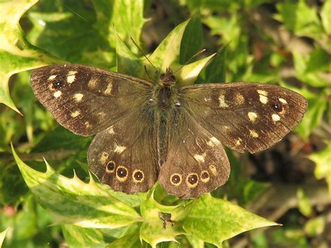 Bont Zandoogje Vlinders Natuur Dichtbij