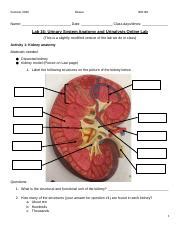 Ch Urinalysis Assignment Pdf Lab Work Urinalysis Name Reference