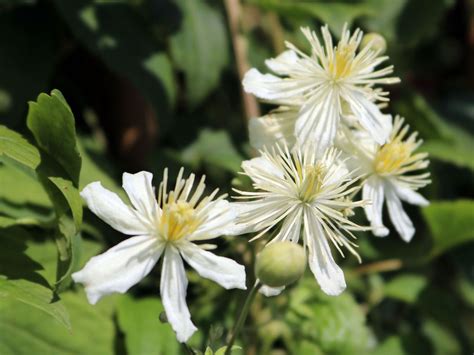 Clematis Summer Snow Paul Farges Clematis Fargesioides Summer