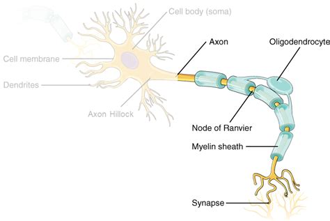 Neuron Diagram Axon Hillock