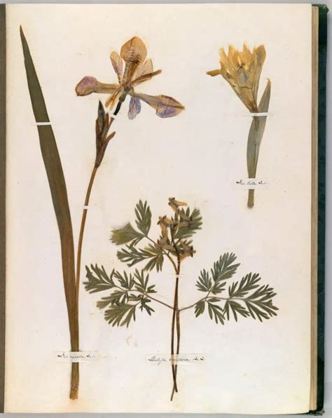 Emily Dickinsons Herbarium A Forgotten Treasure At The Intersection