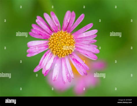 A Macro Shot Of The Pink Fading Bloom Of An Erigeron Plant Stock Photo