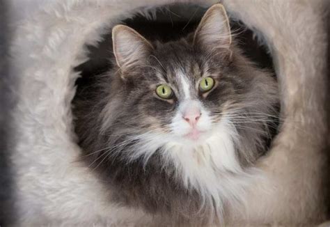 Norwegian Forest Cat Personality and Behavior