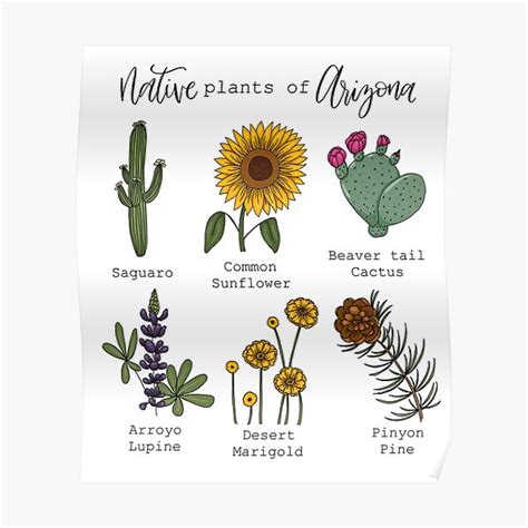 "Native Plants of Arizona" Poster for Sale by nataliedrawn | Redbubble