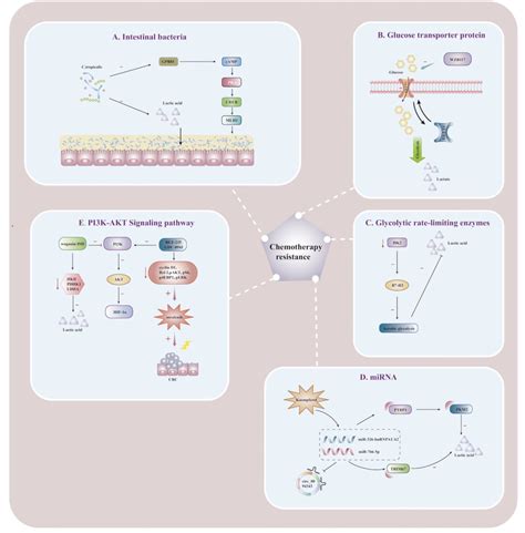 Lactate Affects The Immunometabolic Mechanism Of Chemoresistance In Crc