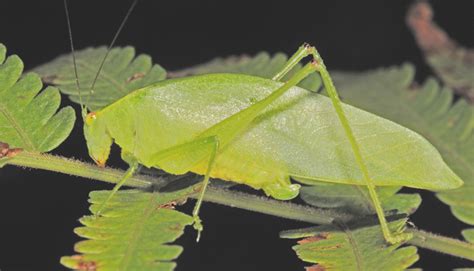 BunyipCo: Mt Lewis Revisited