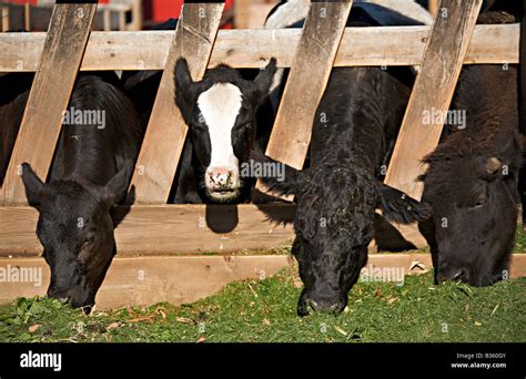 Domesticated cows in a farm Stock Photo - Alamy