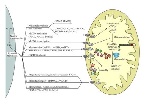 Mitochondria Associated Membranes