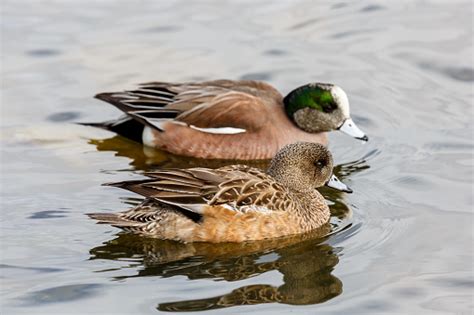 American wigeon duck free images, public domain images