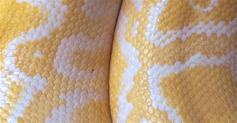 Close up of Snake Skin · Free Stock Photo