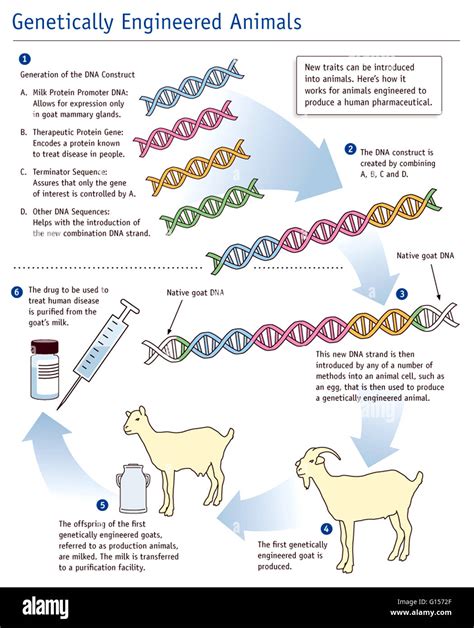 Introduction To Animal Cell Technology - What Is An Animal Cell Definition And Functions Twinkl ...