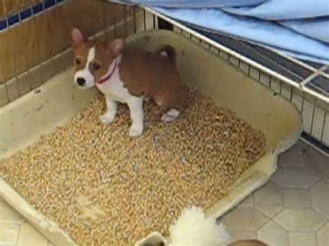 Training a puppy: File Potty training dog in litter box