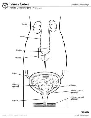 Female Urinary Organ Anatomy Overview Gross Anatomy Microscopic Anatomy