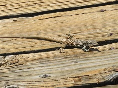 What Lizards Can Be Found In Oklahoma 18 Species With Photos