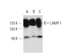 Lamp E Scbt Santa Cruz Biotechnology