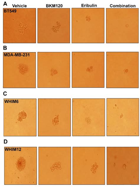 Eribulin Alone Or In Combination With Bkm120 Inhibited Mammosphere