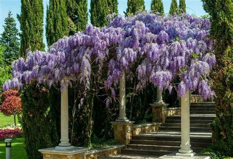 Glicinia Flor De La Pluma Wisteria Sinensis — Plantamus Vivero Online