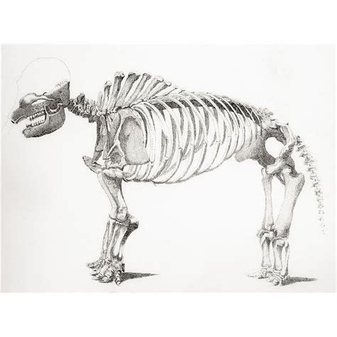 Skeleton of A Mastodon An Extinct Mammal Related To The Elephant From The National Encyclopaedia ...