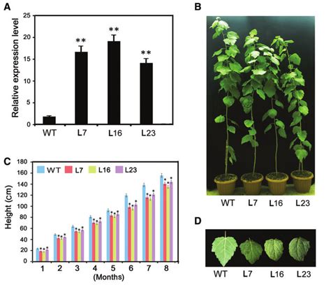 Phenotypes Of Transgenic Poplar Plants Overexpressing Ptomyb92 A