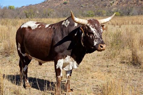 Thabaphaswa Nguni Cattle Nguni Cows Nguni