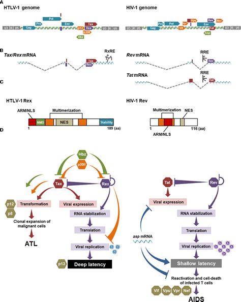 Comparison Between Htlv 1 Rex And Hiv 1 Rev A The Genomic Structures