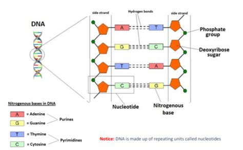 Nucleic Acids Dna And Rna Flashcards Quizlet