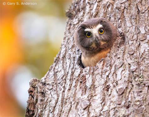 17 Juvenile Northern Saw Whet Owl Gary Anderson Flickr