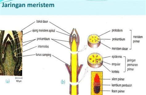 Contoh Jaringan Meristem Pada Gambar Tersebut Adalah Serat