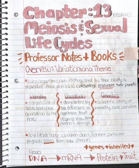 Bsc 2010 Meiosis And Sexual Life Cycle Notes Edubirdie