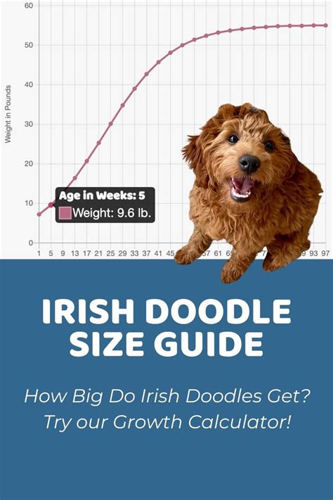 Irish Doodle Size Guide: Size Chart & Growth Calculator - Doodle Doods