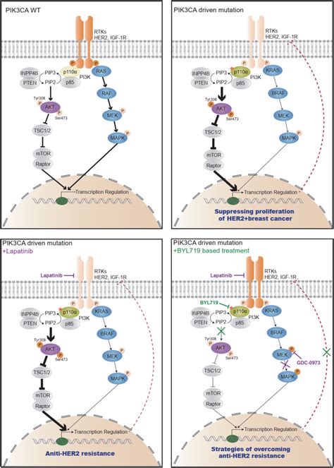 A diagram showing the adaptive strategies targeting mutatedPI3Kα and