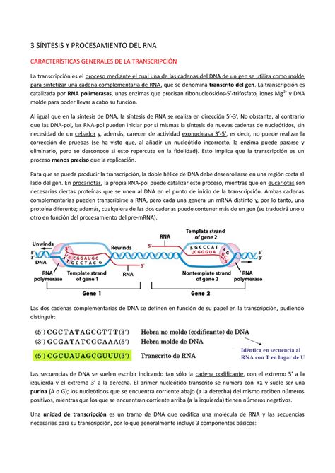 Tema 3 Resumen Xenética molecular 3 SÍNTESIS Y PROCESAMIENTO DEL