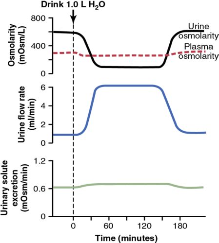 56 Urine Concentration And Dilution Regulation Of Extracellular Fluid