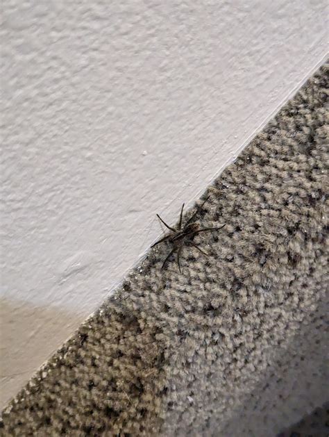 Wolf Spider? Friend, right? (Iowa) : r/spiders