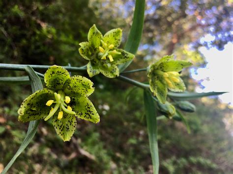 Thoughts On Rare Lily Ojai Fritillaria And Indian Fire Jack Elliott S