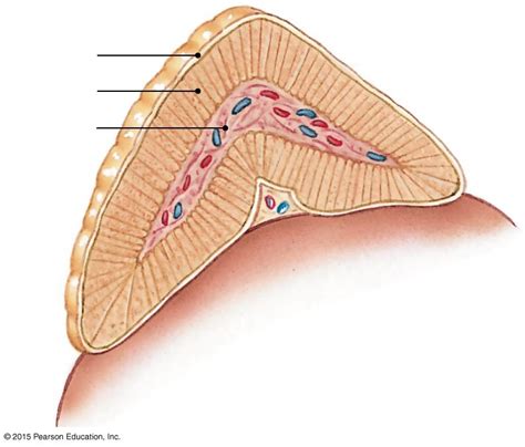 adrenal gland Diagram | Quizlet