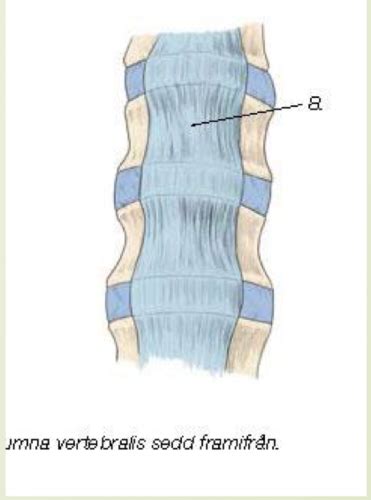 Columna Vertebralis Leder Och Ligament Flashcards Quizlet