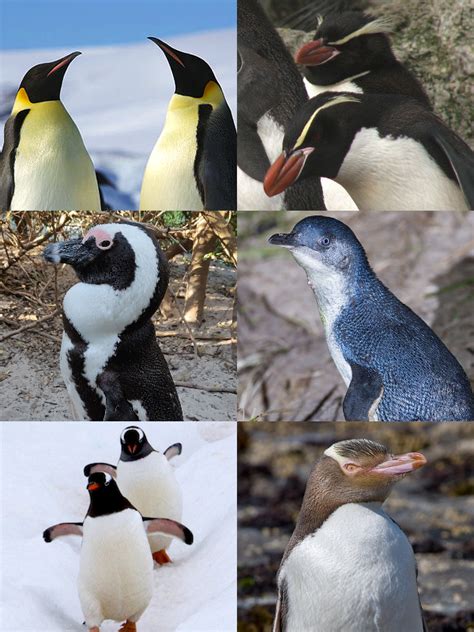 Penguins Flightless Birds Of The Aves Class Nature Blog Network