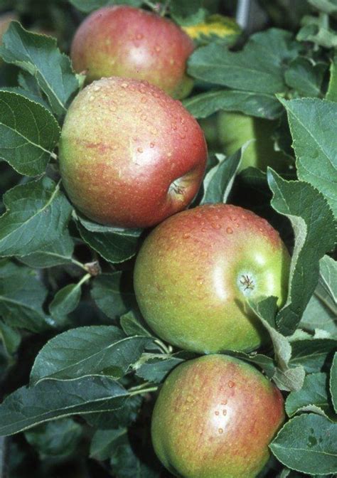 Buy Jumbo Apple Tree Online CRJ Fruit Trees Nursery UK