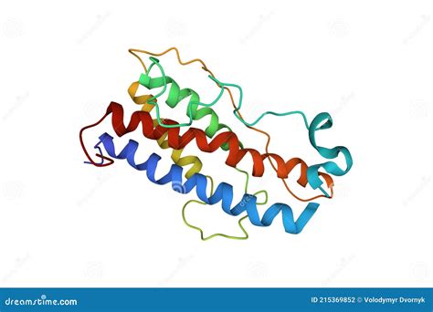 Structure of Human Growth Hormone Stock Illustration - Illustration of ...