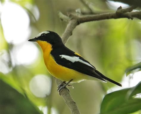 Yellow-rumped Flycatcher (Ficedula zanthopygia) :: BirdWeather