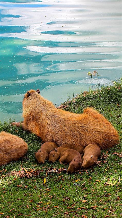 Create Meme Capybara Cub Big Capybara Guinea Pig Capybaras In The